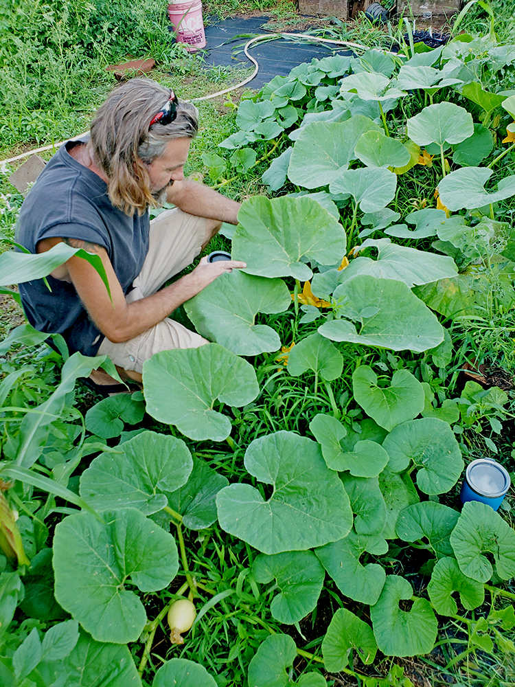 Chris Ingram examines one of his enormous squash vines at C&amp;C Gardens. PHOTO BY CHARLA INGRAM