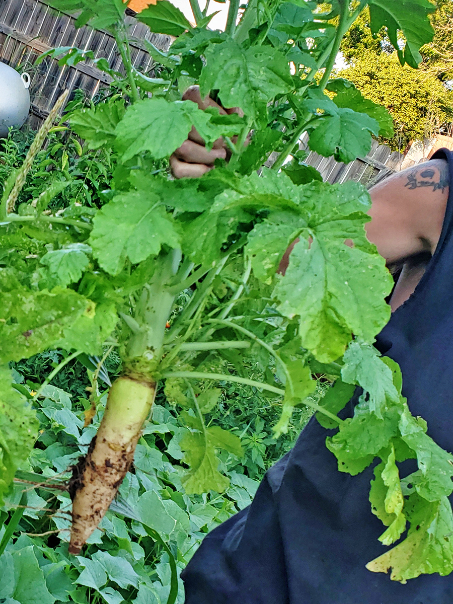 This freshly pulled Turnip is a prime example of the benefits of composting in vegetable growth. PHOTO BY CHARLA INGRAM