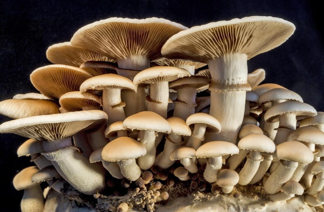 Mushrooms such as these Velvet Pioppino "Agrocybe aergerita" are a vital part of our ecosystem.