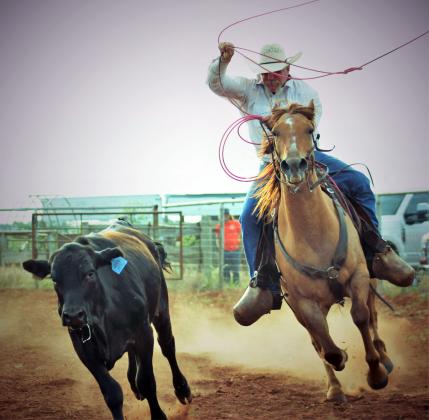 Tracy Whitley follows behind a steer as he prepares to lasso it. PHOTOS BY CARRIE WYATT