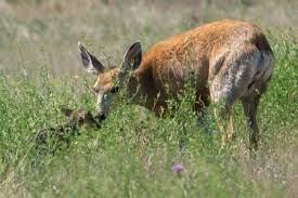 A doe and her fawn hiding in the grass