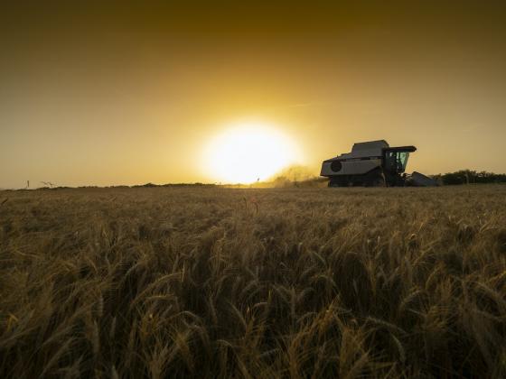 Wheat harvest recap: the drought was ugly and a few other takeaways