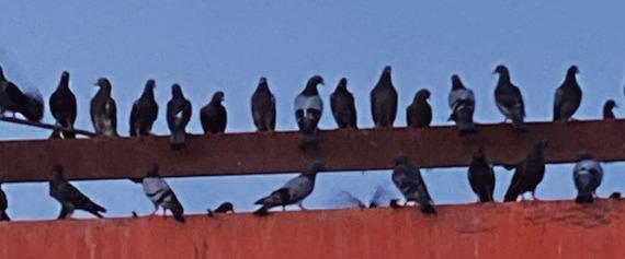 THE BIRDS