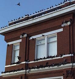 THE BIRDS