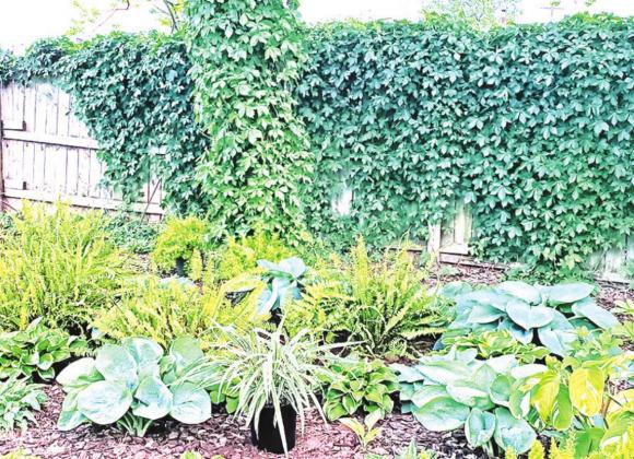 This shaded Hosta bed beneath a large Persimmon tree will soon include a variety of tropical plants and ferns that are planted each spring and dug each winter. PHOTOS BY CHARLA INGRAM