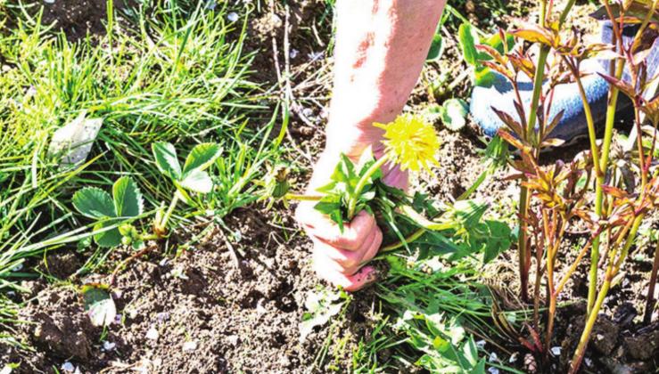 Organic weed control can be effective and safer than chemicals