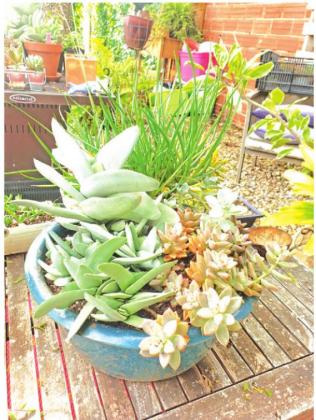 PHOTO BY C&amp;C GARDENS