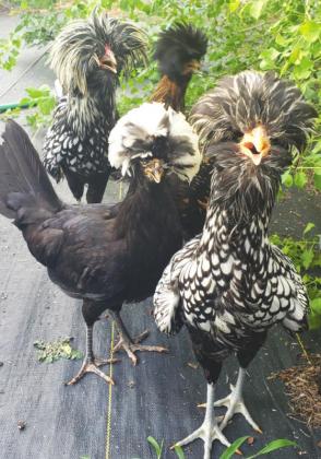 Four of the polish chickens stopping by for a quick photoshoot. PHOTO BY CHARLA INGRAM