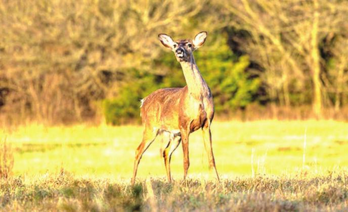 October Brings in Big Game &amp; Turkey Archery Seasons