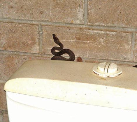 SNAKE STORIES