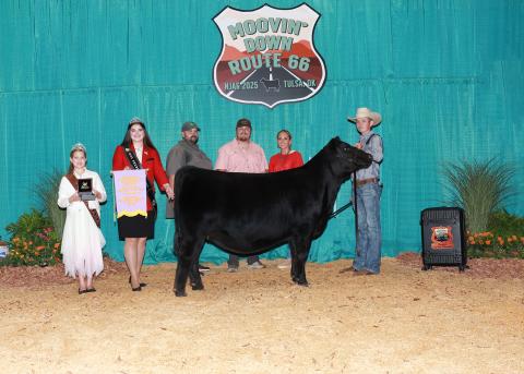 Denton Cook wins big at National Junior Angus Show