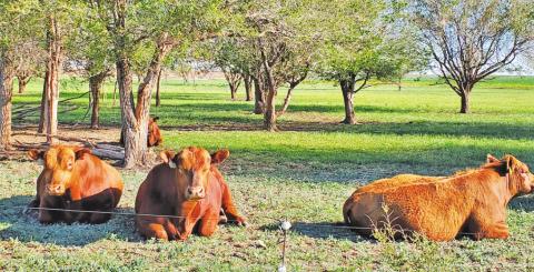 Photo of Herd testing with caption “Bull pasture. PHOTO BY SHELLEY E. HUGULEY