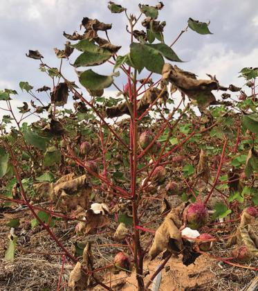 Local area sees needed rainfall, but cotton crops hurt by dry summer