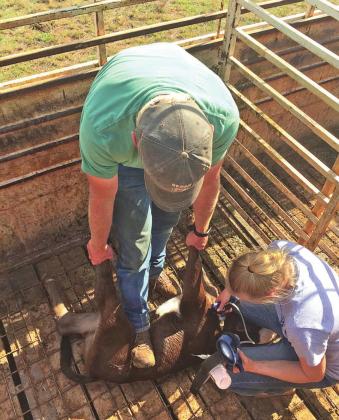 Andrea Palmer and Craig Kliewer vaccinating a calf to keep it healthy.