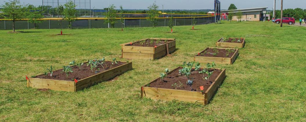 Raised-bed gardening can increase yield, conserve water and cut down on weeds. It presents benefits for people with physical limitations as well. (Photo by Todd Johnson, OSU Agricultural Communications Services)
