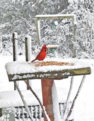 Gary Mabee captures a beautiful cardinal bird on his feeder in Dill City.