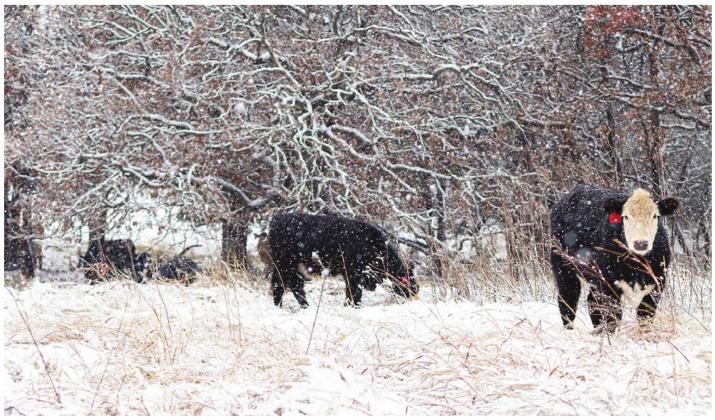 Ranchers who qualify for the federal Livestock Indemnity Program will receive reimbursement for 75% of the value of their deceased animals. (Photo by Todd Johnson, OSU Agricultural Communications Services)