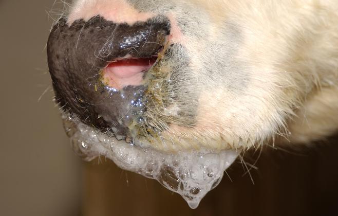 A cow with foot-and-mouth disease. The US Department of Agriculture allos official individual identification of animals and rapid tracing during an outbreak.