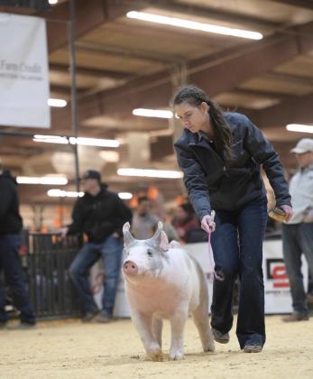 Mckenna Wedel showing pigs with FFA