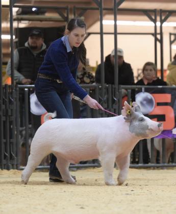 Mckenna Wedel showing pigs with FFA