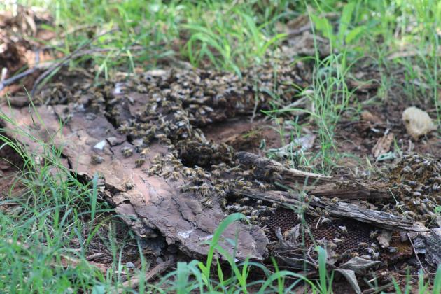 A section of honeycomb covered in bees lies on the ground in Lee Park. Photo by Brooklynn Peek