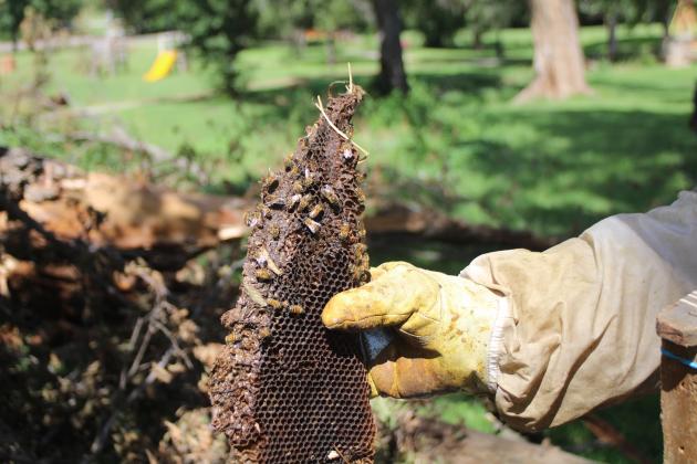 Beekeeper Tim McCoy lifts a section of honeycomb from the trunk of the fallen tree and points out the difference in color on various parts as he explains that the darker areas are the oldest. Photos by Brooklynn Peek