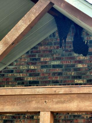 Bees hang from the porch rafters at the Gossen home. Photo by Misty Gossen