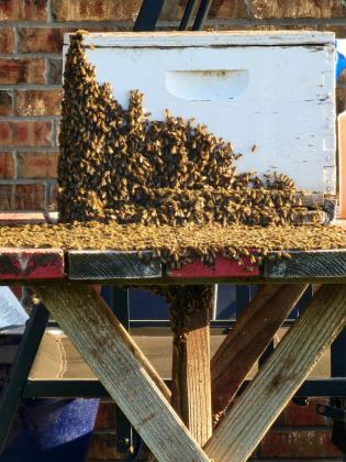 Thousands of bees had to be relocated when they swarmed the home of Chris and Misty Gossen east of Cordell. Photo by Misty Gossen