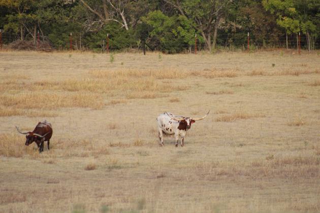 Local longhorns - Cordell, OK