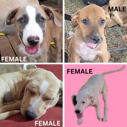 All these available puppies are around three months old. The white batch of puppies below is Great Pyrenees, German Shepherd, and Labrador Retriever mix. The white female puppy above with a solid pink background is a heeler mix.