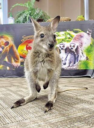 Summer Library Program offers fun opportunities