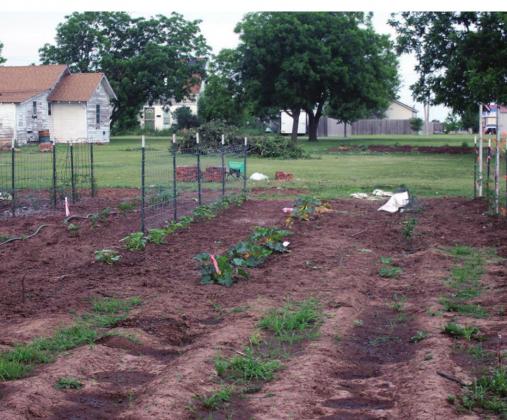 Plants are coming up at the Cordell Community Garden. Bob Henline | The Cordell Beacon