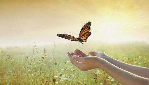 OKC ZOO AND DALLAS ZOO ARE USING TECHNOLOGY TO TRACK MONARCH BUTTERFLIES DURING SPRING MIGRATION