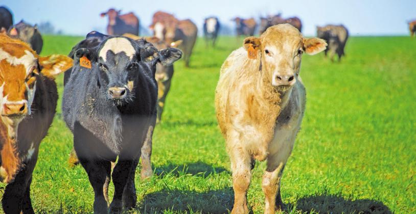 OSU research has potential to save cattle industry millions