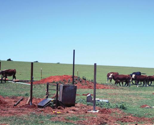 Cattle grazing on the Canute High School FFA lot. Bob Henline | The Cordell Beacon