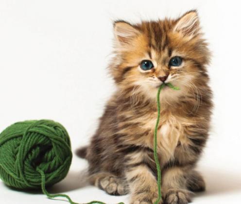 Enter your best "green" photo for a chance to win a prize from West Okie Boutique. COURTESY PHOTO