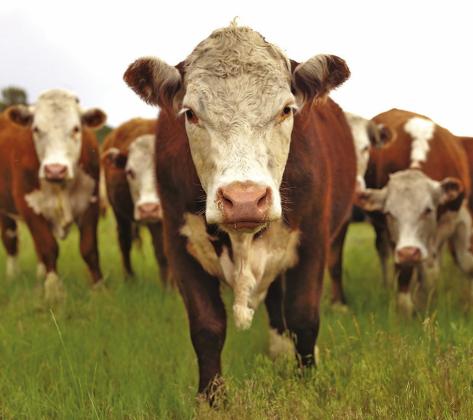 OSU Extension to host Wheat, Cattle and  Risk Management Meeting in Cordell