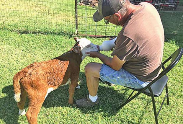 Dennis Vermillion and his barnyard pet.