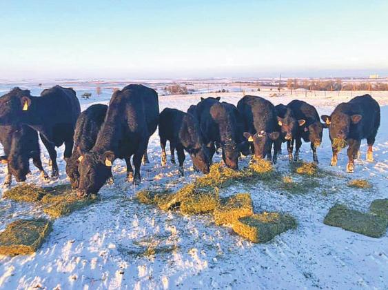 Cattle get a snow day treat.