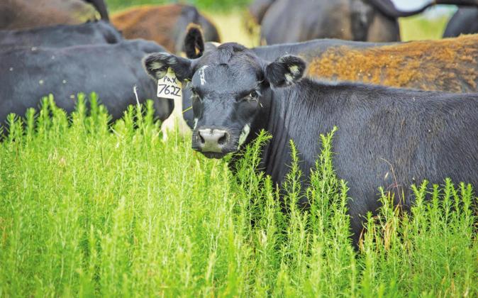 Continue testing for nitrate toxicity in forage plants