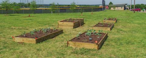 Raised-bed gardening can increase yield, conserve water and cut down on weeds. It presents benefits for people with physical limitations as well. (Photo by Todd Johnson, OSU Agricultural Communications Services)