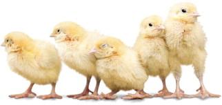 Raising Chickens
