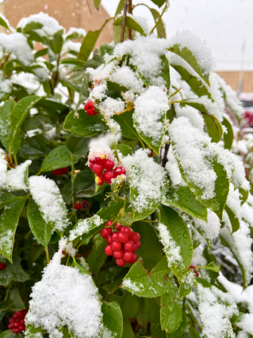 Snowy day creates beautiful scenery in Washita County