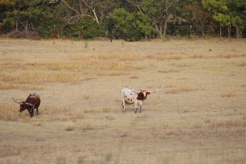 Local longhorns - Cordell, OK 