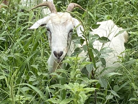 Elk City conducts successful ‘Great Goat Experiment’