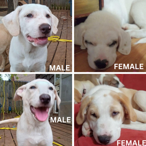 All these available puppies are around three months old. The white batch of puppies below is Great Pyrenees, German Shepherd, and Labrador Retriever mix. The white female puppy above with a solid pink background is a heeler mix.
