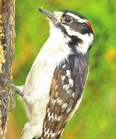Woodpeckers like suet. Residents can help wildlife survive during extreme temperature swings. COURTESY PHOTO