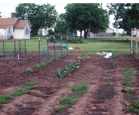 Plants are coming up at the Cordell Community Garden. Bob Henline | The Cordell Beacon