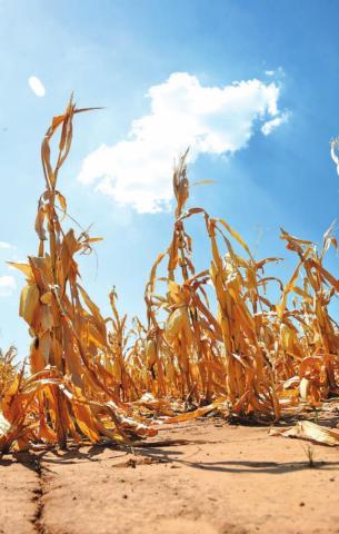 	Test nitrate levels before feeding failed crops to livestock