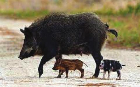 HOGSTOP pesticide approved for use in feral hog control